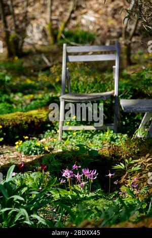 Erythronium revolutum knightshayes rosa, Fawn Lilie, Hündchen, violett, Frühling, Blumen, Blüte, Klumpen, Farben, Farben, Hunde Zahn, violett, Waldgarten, gar Stockfoto