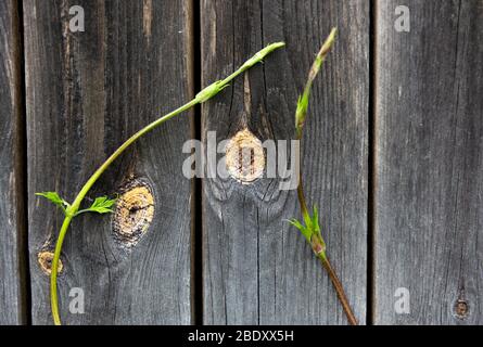 Frische neue gemeinsame Hopfen schießen klettert auf eine Wand Brett ( Humulus lupulus ) , Finnland Stockfoto