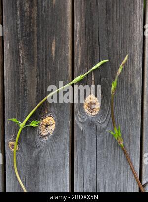Frische neue gemeinsame Hopfen schießen klettert auf eine Wand Brett ( Humulus lupulus ) , Finnland Stockfoto