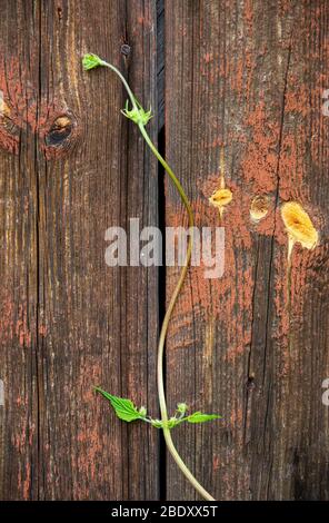 Ein neuer gemeinsamer Hopfen-Shoot ( Humulus lupulus ) klettert eine Wand hoch, Finnland Stockfoto