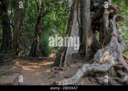 Banyan Tree und Ruinen des Baphuon-Tempels Angkor Thom, Siem Reap, Kambodscha. Stockfoto