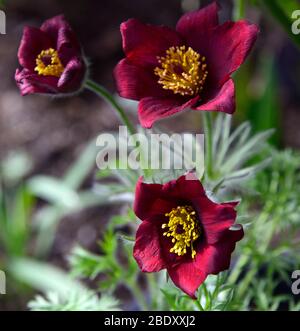 Pulsatilla vulgaris Rote Glocken, Pulsatilla Rote Glocke, pasqué Blume, Blumen, rote Blumen, Blüte, Frühling, Garten, Gärten, fedrig grünes Laub, RM Flora Stockfoto