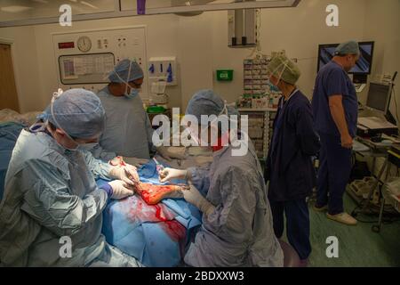 Chirurgen und Techniker führen eine Metallplatte in den Fußbereich des Fußes eines Patienten ein, um einen Knochenbruch und ein beschädigtes Gelenk zu reparieren. Stockfoto