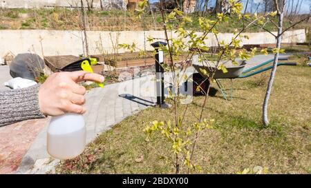 Im Frühjahr den Obstgarten gegen Pilzkrankheiten und Insektenplagen sprühen. Ein Gärtner, der Gartenpflanzen an einem sonnigen Tag mit einer Pumppistole besprüht. E Stockfoto