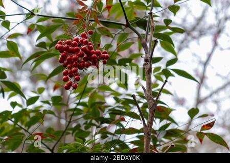 Ein wilder amerikanischer Stechpalme mit zwischen den Blättern und Zweigen hängenden Beerenbüschen. Stockfoto