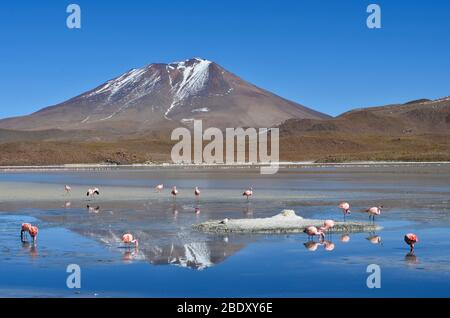 Spektakuläre Aussicht auf die Lagune von Hedionda voller Flamingos, Eduardo Avaroa Andenfauna National Reserve. Bolivianische Hochländer Stockfoto