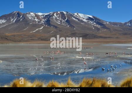 Spektakuläre Aussicht auf die Lagune von Hedionda voller Flamingos, Eduardo Avaroa Andenfauna National Reserve. Bolivianische Hochländer Stockfoto