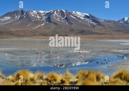 Spektakuläre Aussicht auf die Lagune von Hedionda voller Flamingos, Eduardo Avaroa Andenfauna National Reserve. Bolivianische Hochländer Stockfoto