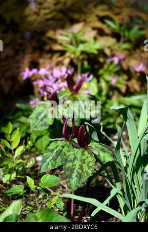 Trillium kurabayashii,lila,rot,Blume,Blumen,Frühling,Schatten,schattig,schattig,Holz,Wald,Erythronium revolutum knightshayes rosa,Fawn Lilie,Hündchen,vi Stockfoto