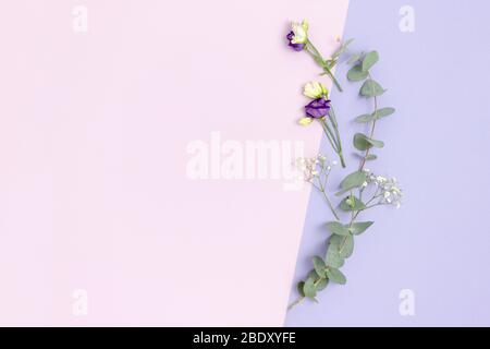 Rahmen aus Eukalyptus, Eustoma und Gipsophila Blüten. Florale Komposition auf einem violetten Hintergrund. Stockfoto