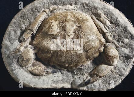 Krabbenfossil Stockfoto