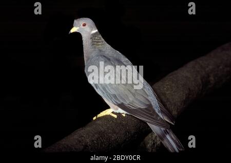 Taube mit Bandschwanzschwanz Stockfoto