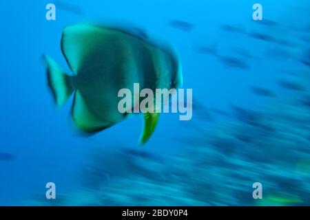 Twist Move Effekt auf Fledermausfisch Porträt von Platax auf den malediven Stockfoto