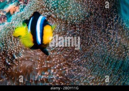 Clown Fisch hoch, während Sie sie von Anemone Tentakeln Effekt bewegen Stockfoto