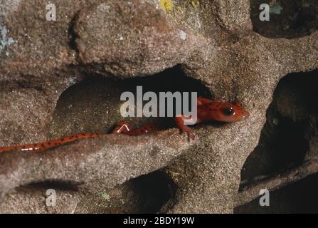 Salamander mit langem Schwanz Stockfoto