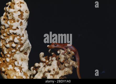 Höhle von Salamander Stockfoto