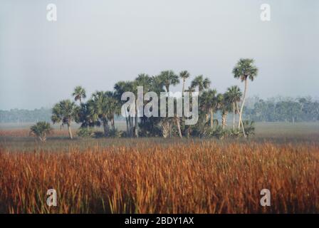 Hängematte, Everglades National Park Stockfoto