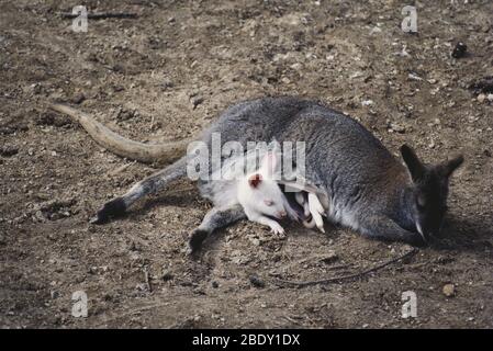 Baby Albino Wallaby mit Mutter Stockfoto