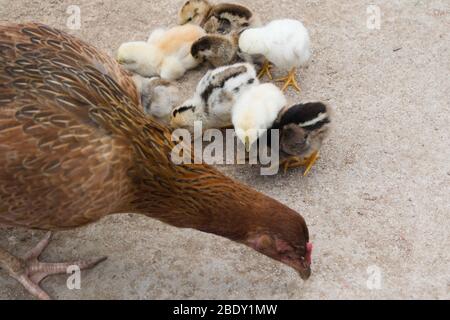 Braunes Huhn, das mit ihren Küken Mais aus einem Betonpflaster isst Stockfoto