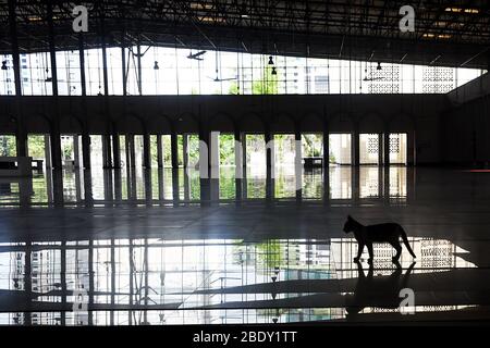 Dhaka, 10. April 2020. Ein Haustier in einer leeren Baitul Mukarram National Moschee während der Sperrung inmitten des Coronavirus Ausbruch in Dhaka. Stockfoto