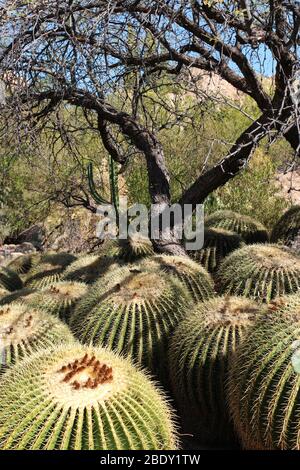 Ein Cluster von über 15 Barrel Cacti dicht gepackt vor einer Wüstenlandschaft in Superior, Arizona, USA Stockfoto