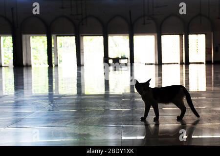 Dhaka, 10. April 2020. Ein Haustier in einer leeren Baitul Mukarram National Moschee während der Sperrung inmitten des Coronavirus Ausbruch in Dhaka. Stockfoto