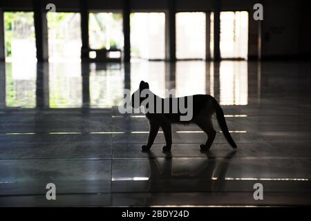 Dhaka, 10. April 2020. Ein Haustier in einer leeren Baitul Mukarram National Moschee während der Sperrung inmitten des Coronavirus Ausbruch in Dhaka. Stockfoto