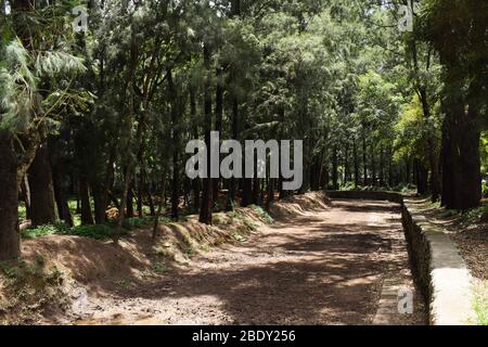 Geschwungene Pferderücken mit dichten Kiefern auf beiden Seiten. Stadt der Kiefern, Baguio City Philippinen Stockfoto