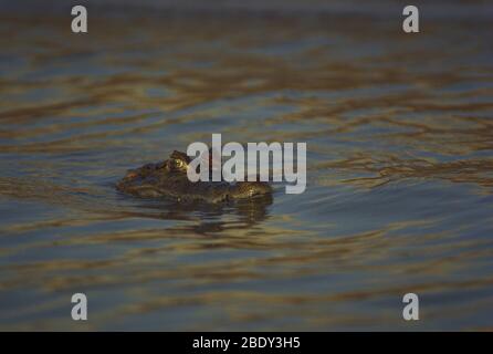 Schwarzer Caiman Stockfoto