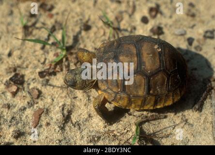 Östliche Schlammschildkröte Stockfoto