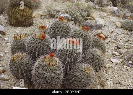 Barrel Cactus Stockfoto