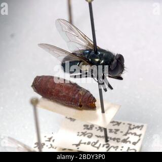 Forensische Helfer, Black Blow Fly und Puparia Stockfoto