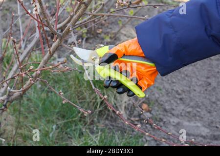 Die Bäuerin ist für den Garten da. Frühling Beschneiden von Obstbaum. Frau in einem Handschuh mit einem Baumstutzen scheren die Spitzen eines Nektarinenbaums. Stockfoto