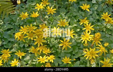 KLEINE CELANDINE PFLANZEN MIT GELBEN BLÜTEN UND GRÜNEN BLÄTTERN Ficaria verna ODER Ranunculus ficaria Stockfoto