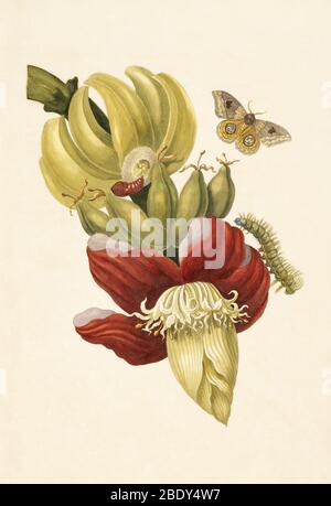 Bananenbaum Blume mit IO Moth Stockfoto