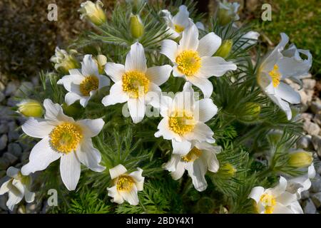 WEISSE BLÜTEN DER PULSATILLA PFLANZE Pulsatilla vulgaris PASQUEFLOWER FAMILIE Ranunculaceae Stockfoto