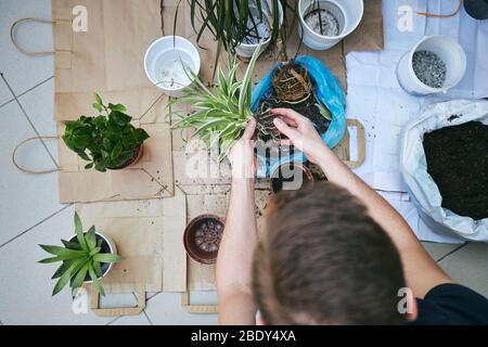 Hausarbeit im Frühjahr. Junger Mann beim Umpflanzen von Pflanzen in einen neuen Topf. Stockfoto