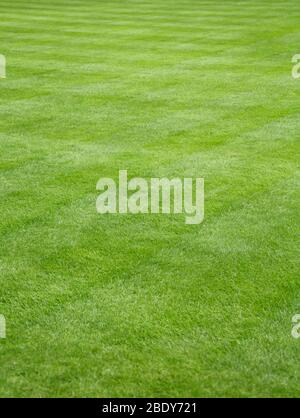 Garten im Hinterhof mit schönen frisch geschnittenen grünen Gras, Darstellung Rasenpflege und Landschaftsbau Stockfoto