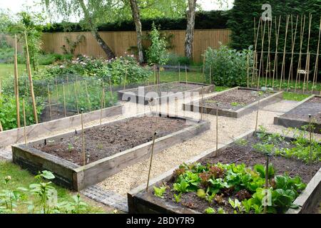 Gemüsegarten, Gemüsegarten in einem Hinterhof in England, Großbritannien Stockfoto