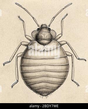 Gewöhnlicher Bettwanzen, Cimex lectularius Stockfoto