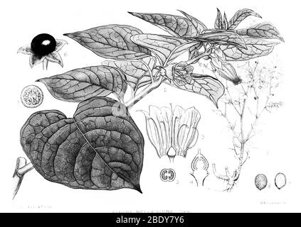 Tödlicher Nachtschatten, Heilpflanze, 1830 Stockfoto