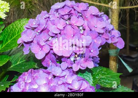 Lila Geldblume. Die lila Geldblume, wilde Blume Stockfoto
