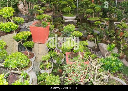 Eingetopfte Bonsai-Bäume sind ausgestellt Stockfoto