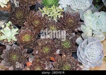 Saftige Pflanzen auf Töpfen. Draufsicht auf den bunten Rosenkaktus. Stockfoto