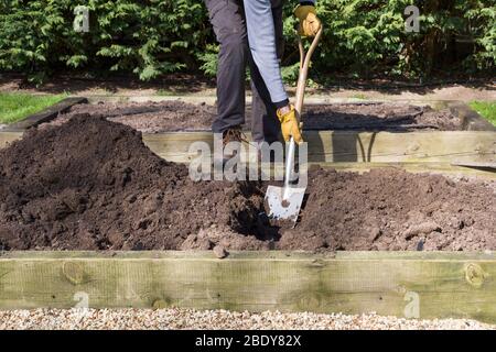 Mann, Gärtner, der mit einer Schaufel in einem Gemüsegarten ein Loch gräbt, Großbritannien Stockfoto