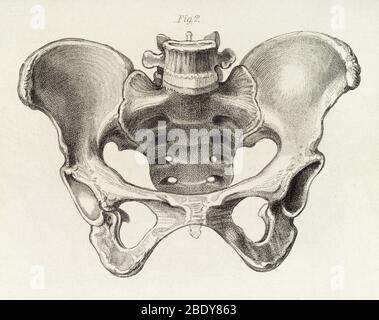 Weibliches Becken, Illustration, ca. 1856 Stockfoto