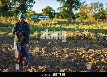 Subsistenzbäuerin im Norden Malawis, die abends auf ihrem konservatorischen Agrarfeld steht Stockfoto