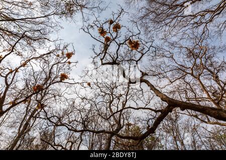 Trockene Äste und Bäume im tropischen Regenwald, die durch das Feuer des Phu Kradueng Nationalparks, Loei, Thailand verbrannt wurden. Stockfoto