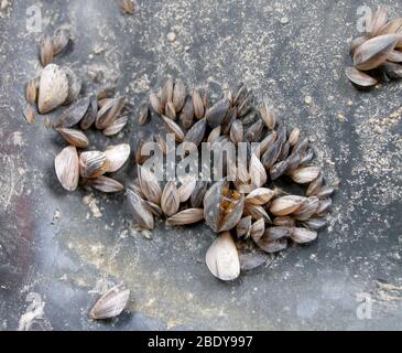 Quagga Muscheln (Dreissena Bugensis) Stockfoto