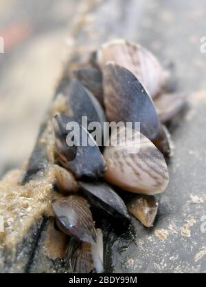 Quagga Muscheln (Dreissena Bugensis) Stockfoto